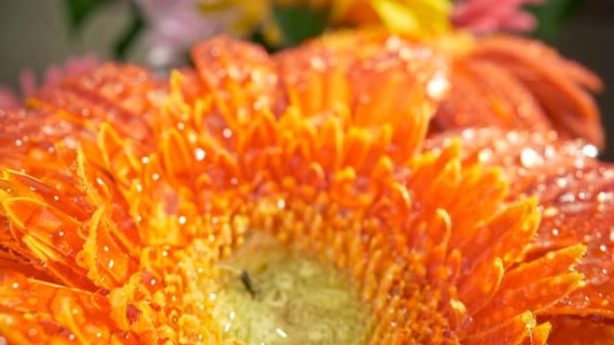 穿越植物的宏观世界。橙色非洲菊雏菊的花瓣覆盖着水滴。滑块镜头，4K