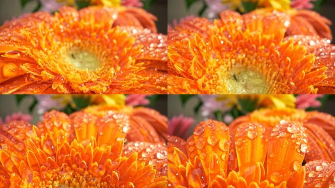 穿越植物的宏观世界。橙色非洲菊雏菊的花瓣覆盖着水滴。滑块镜头，4K