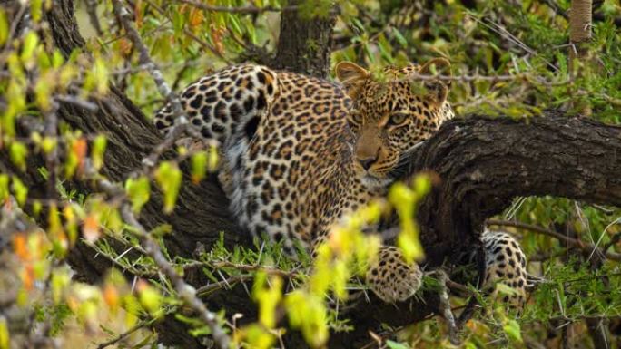 美丽的豹子在野生动物保护区的树上休息