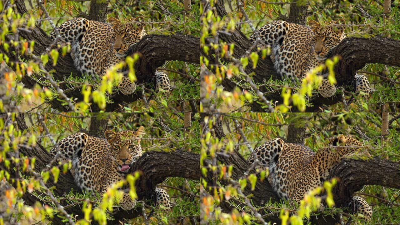 美丽的豹子在野生动物保护区的树上休息