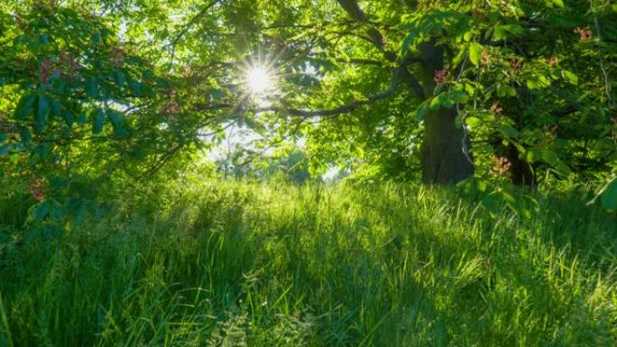 春天公园丰富绿色植物的高品质HDR镜头。华丽开花的栗树和郁郁葱葱的绿草。绿城公园阳光明媚的早晨日出。
