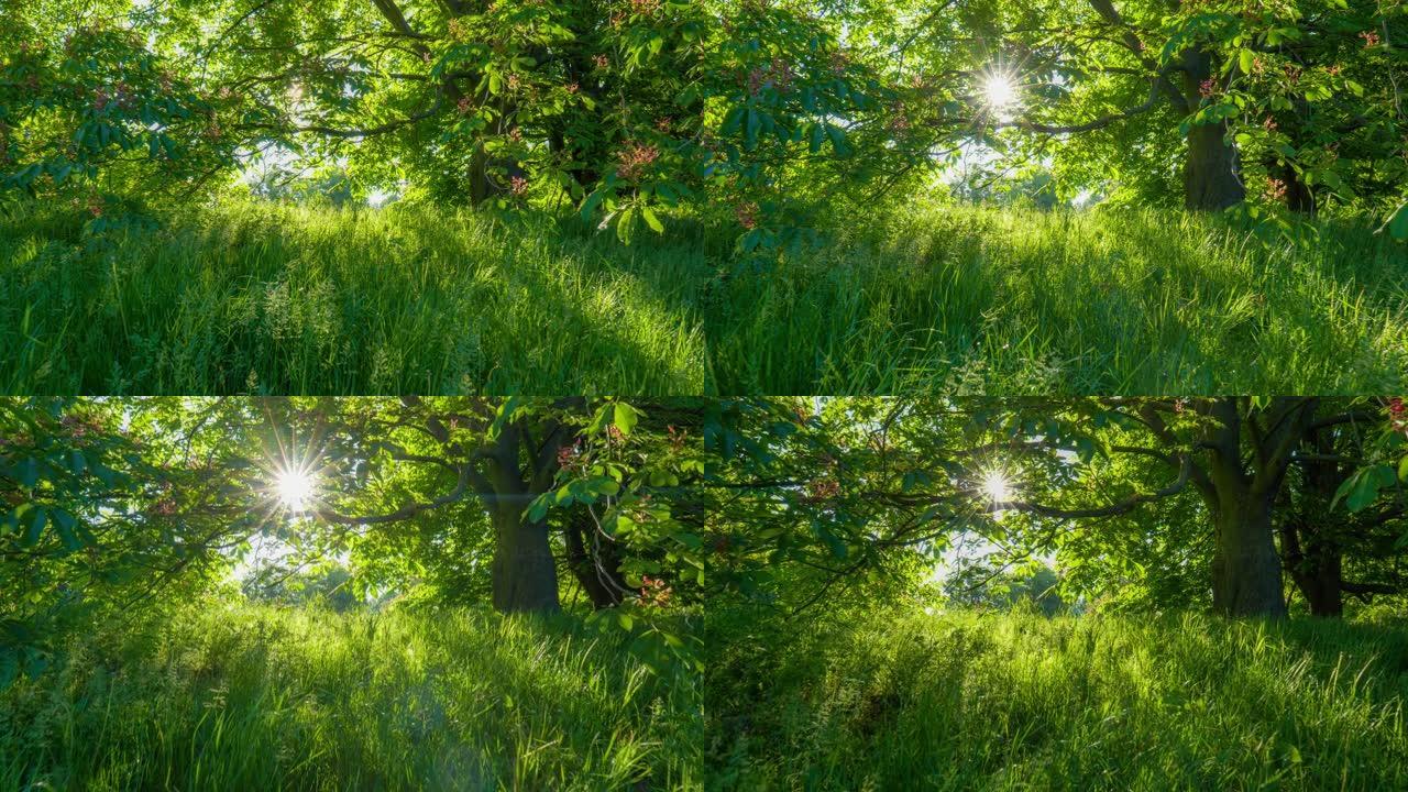 春天公园丰富绿色植物的高品质HDR镜头。华丽开花的栗树和郁郁葱葱的绿草。绿城公园阳光明媚的早晨日出。
