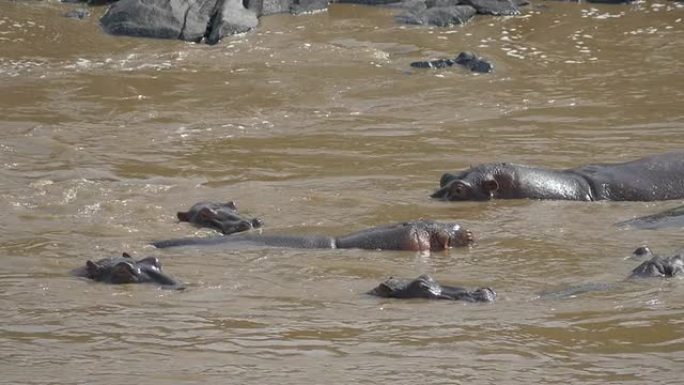 慢动作: 河马从肯尼亚的河中冒出来