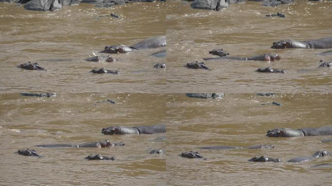 慢动作: 河马从肯尼亚的河中冒出来