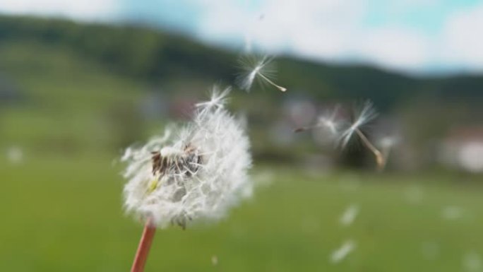 复制空间: 被风吹走的蒲公英的电影镜头。