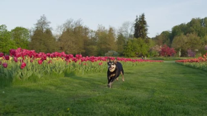 低角度: 无忧无虑的高级狗在荷兰风景秀丽的郁金香花园中奔跑。