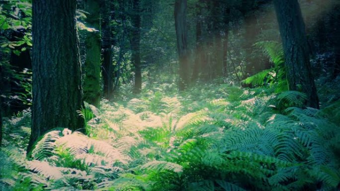 森林深处的阳光束