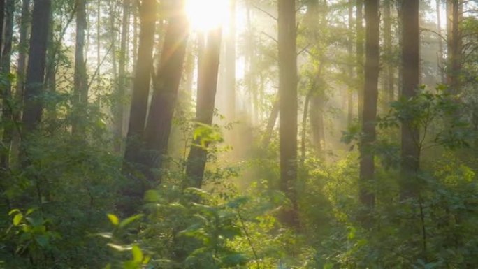 森林中壮丽的日出，光线穿过树枝。强大的树木和轻雾。