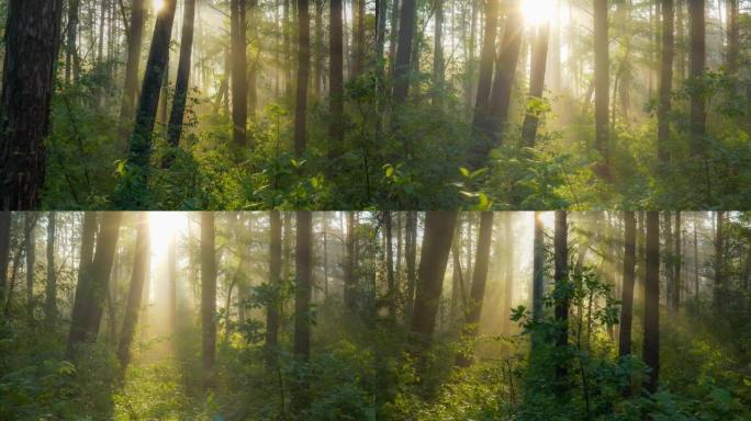 森林中壮丽的日出，光线穿过树枝。强大的树木和轻雾。