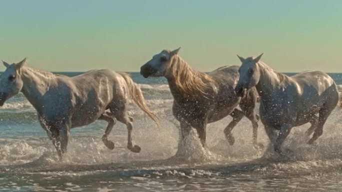 超级慢动作白马在海洋中奔跑和飞溅。普罗旺斯-阿尔卑斯-蔚蓝海岸