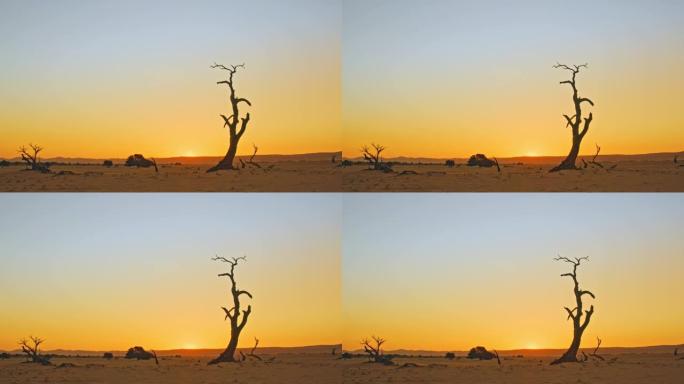 非洲纳米比亚日落时宁静沙漠中的WS剪影Deadvlei树