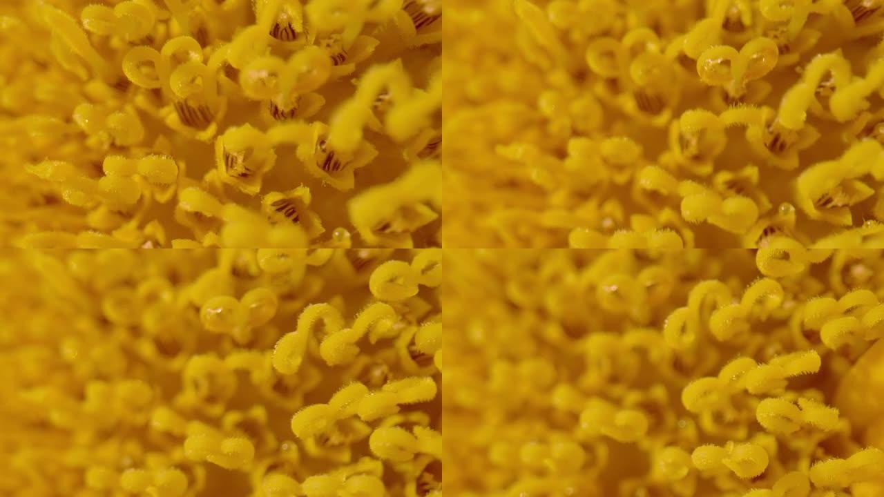 宏观，dop: 盛开的向日葵的花头中充满活力的黄色小花