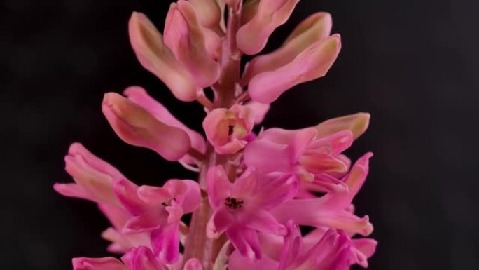 特写延时盛开的粉红色花朵和紫色植物。在清晰的背景下生长大花瓣的详细宏观镜头。可爱浪漫自然清新粉彩装饰