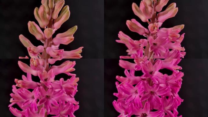 特写延时盛开的粉红色花朵和紫色植物。在清晰的背景下生长大花瓣的详细宏观镜头。可爱浪漫自然清新粉彩装饰