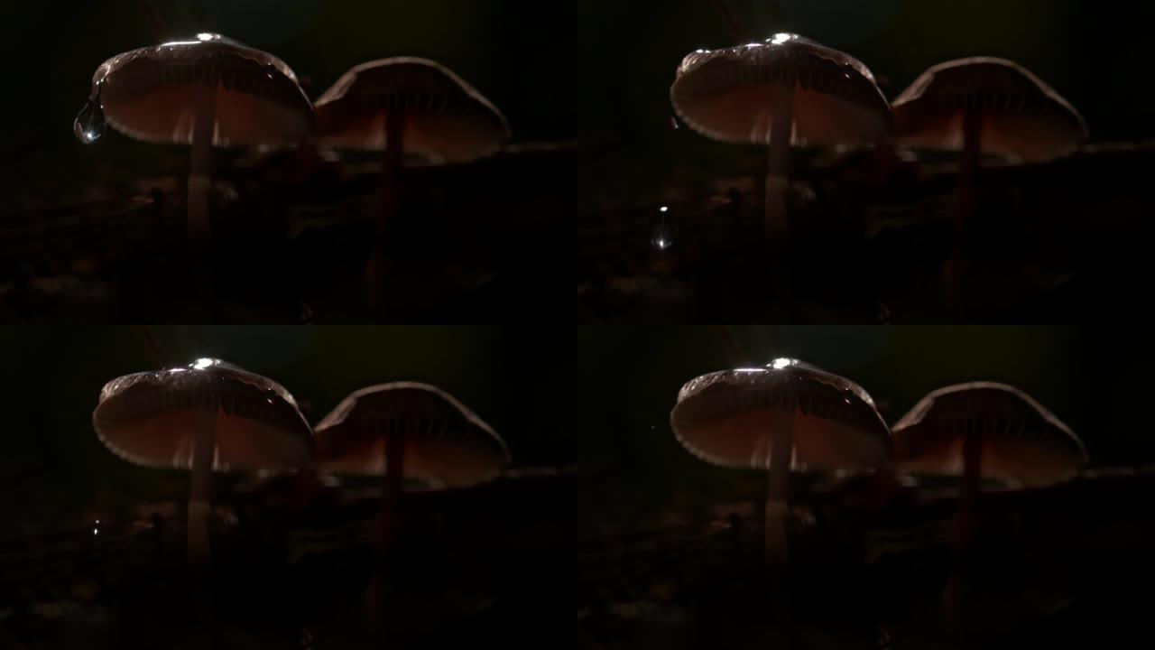 时间扭曲的液滴在晚上溅到阳伞蘑菇上