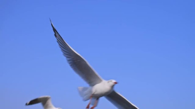 一群海鸥在蓝天上飞翔，慢动作