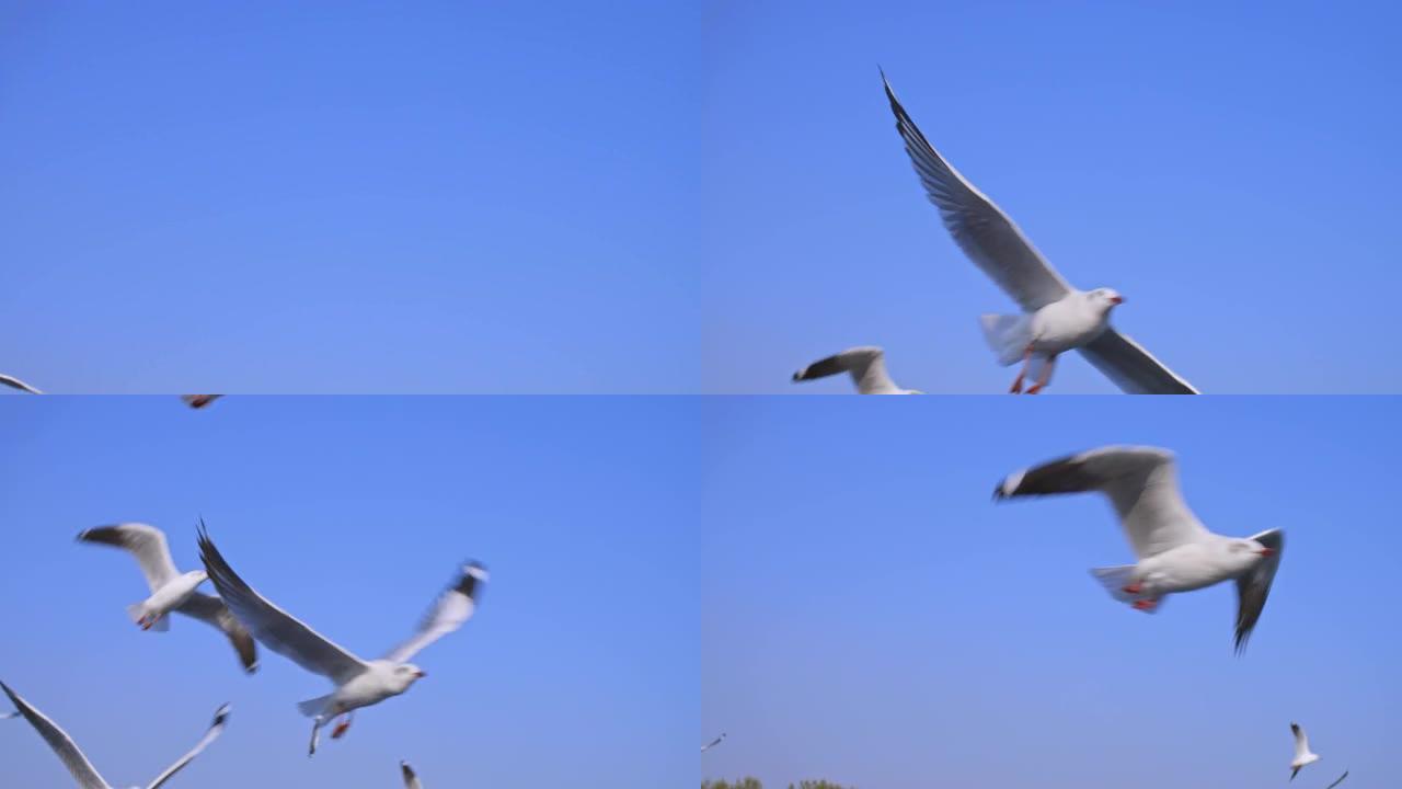 一群海鸥在蓝天上飞翔，慢动作