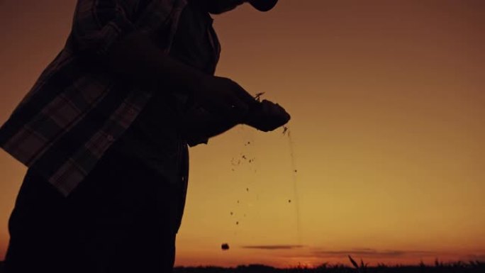 黄昏时分，SLO MO农民在玉米地里检查土壤质量