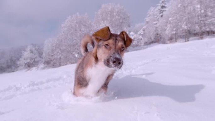 特写: 顽皮的棕色牧羊犬在刚下的雪中奔跑和跳跃