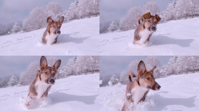 特写: 顽皮的棕色牧羊犬在刚下的雪中奔跑和跳跃