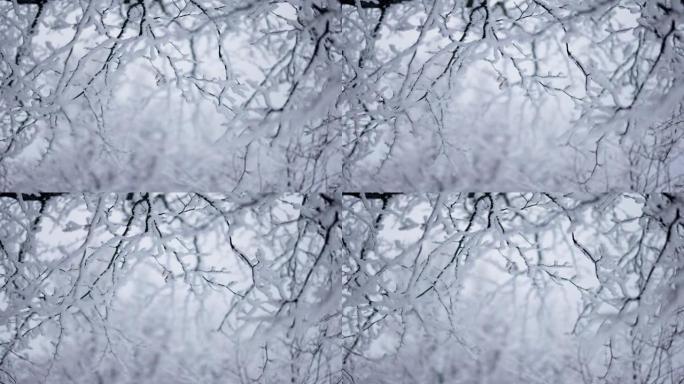 白雪覆盖的树枝在风中摇曳。浅射，慢动作。冰冻的树木，森林里的冬天