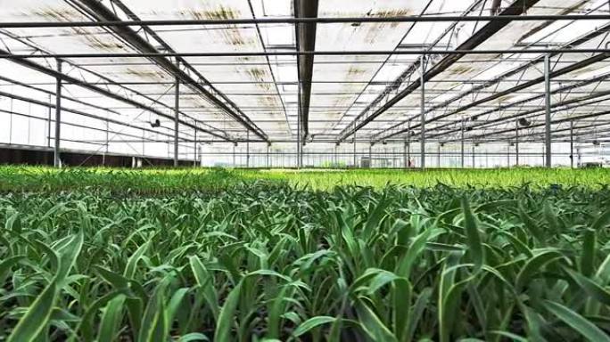 温室智慧农业大棚种植温室有机种菜蔬菜
