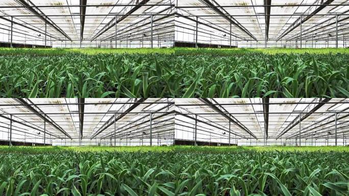 温室智慧农业大棚种植温室有机种菜蔬菜