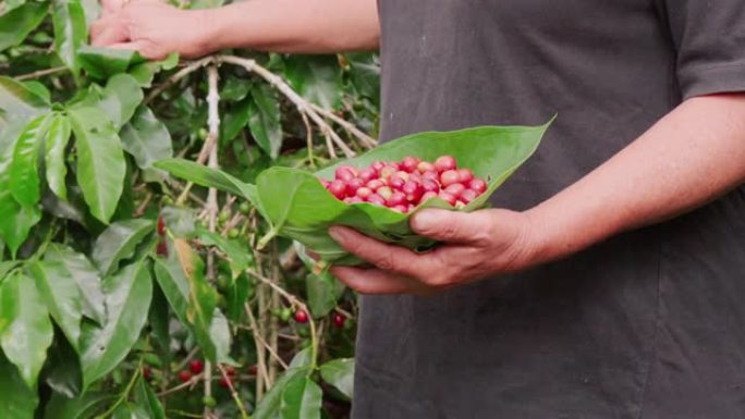 采摘成熟的咖啡樱桃