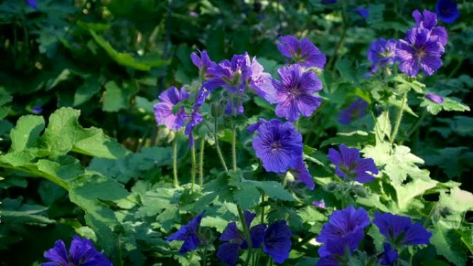 公园里的紫色小花