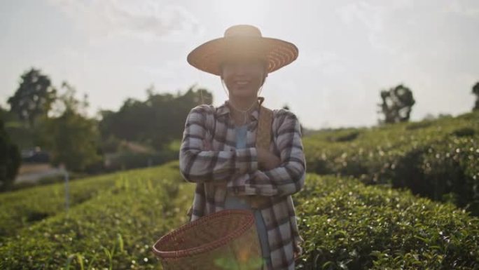 绿茶中的农民肖像戴着草帽的人采摘摘取女人