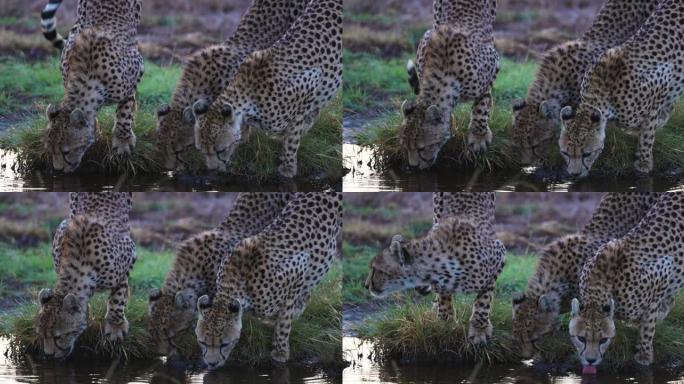 在非洲大草原的一个水坑中，三只猎豹饮用水的慢动作特写