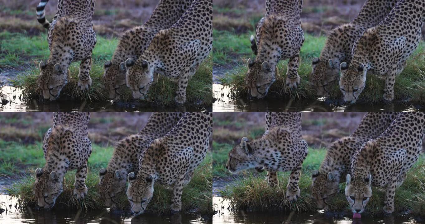 在非洲大草原的一个水坑中，三只猎豹饮用水的慢动作特写