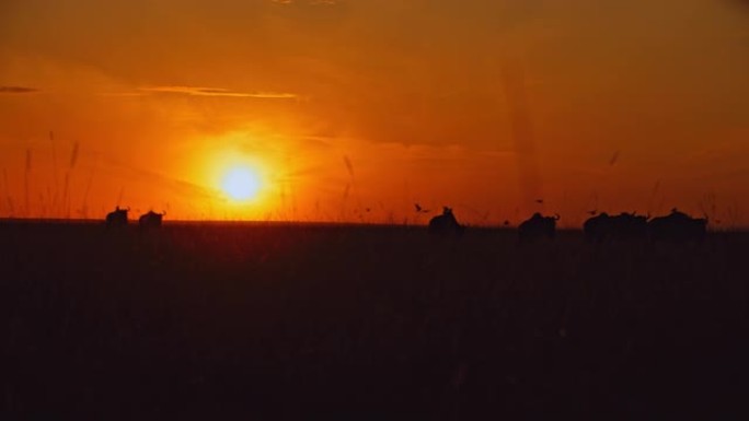 日出时，剪影的牛羚在自然保护区的田野中行走。与鸟类共存