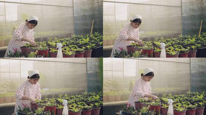 农业农民妇女检查蔬菜有机。