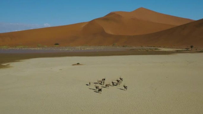 空中缩小一小群Gemsbok (Oryx) 的视野，背景是纳米布沙漠壮观的红色沙丘