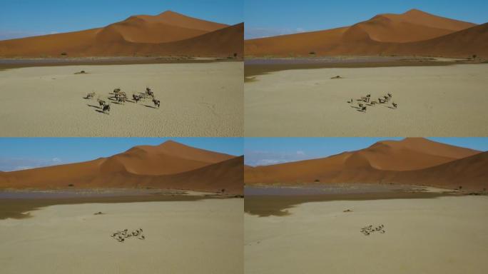 空中缩小一小群Gemsbok (Oryx) 的视野，背景是纳米布沙漠壮观的红色沙丘