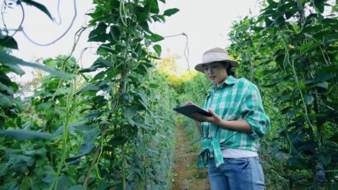 亚洲现代农民用数字平板检查中国长豆田