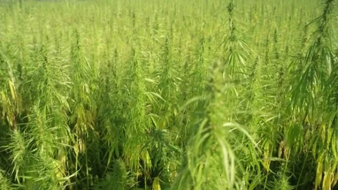 特写: 发芽的大麻植物在夏天的风中摇曳，席卷整个农场。