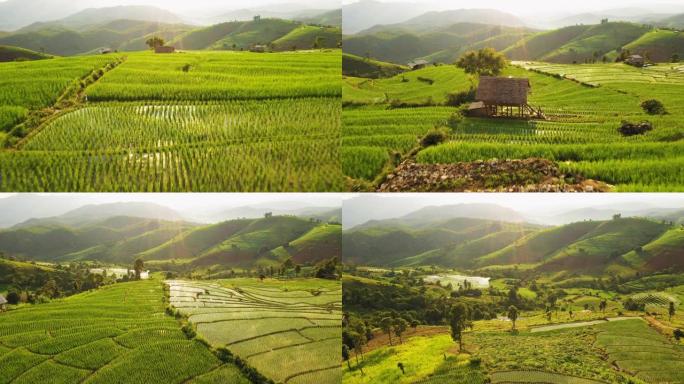 鸟瞰北亚的稻田农田稻田风光美丽乡村