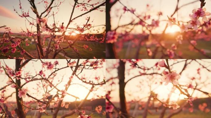 日落时的铜花树夕阳落日花朵