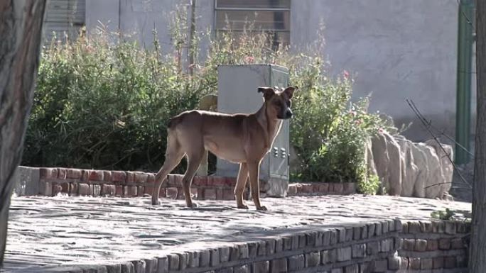 阿根廷Trelew的流浪狗在街上吠叫。
