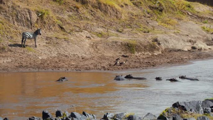 斑马观看河马在自然保护区阳光河游泳