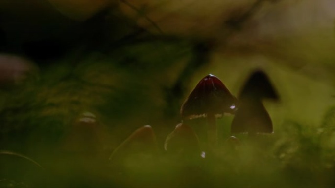 超级SLO MO液滴溅到森林中一个小蘑菇的帽子上