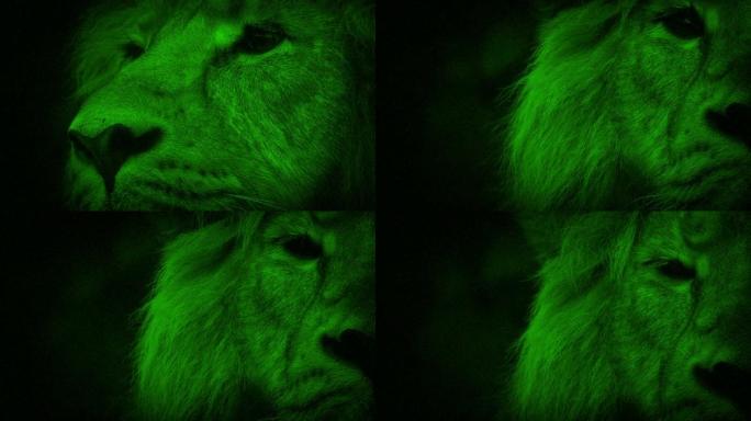 夜景狮子抬头看着相机