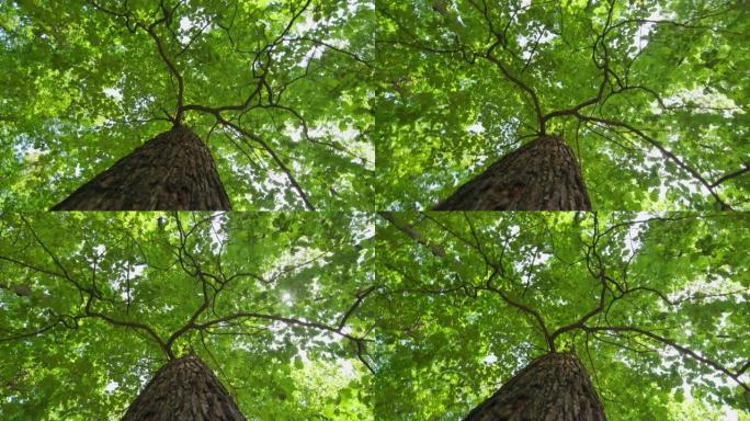 SLO MO低角度拍摄绿树冠
