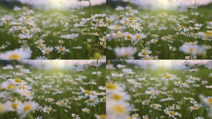 菊花花随风摇曳。相机在夕阳的光线下在白色和黄色雏菊之间移动。自然，花卉，春天，生物，动物，环境，生态
