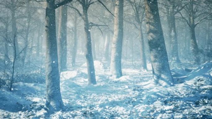 神奇的冬季森林，飘落的雪，阳光穿过树冠，进行圣诞节设计