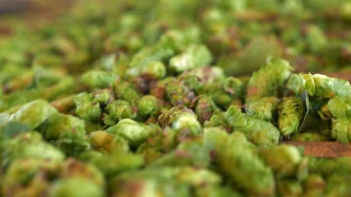 滑块近距离拍摄直接从生态工艺啤酒厂用于高品质啤酒生产的植物中收获的生物生啤酒花。