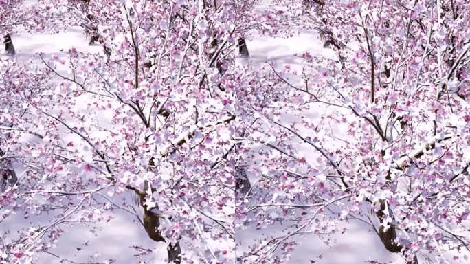 春天到了冰雪融化桃花盛开三维模拟动画