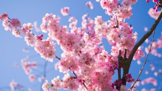 晴空背景下春天盛开的樱花树枝